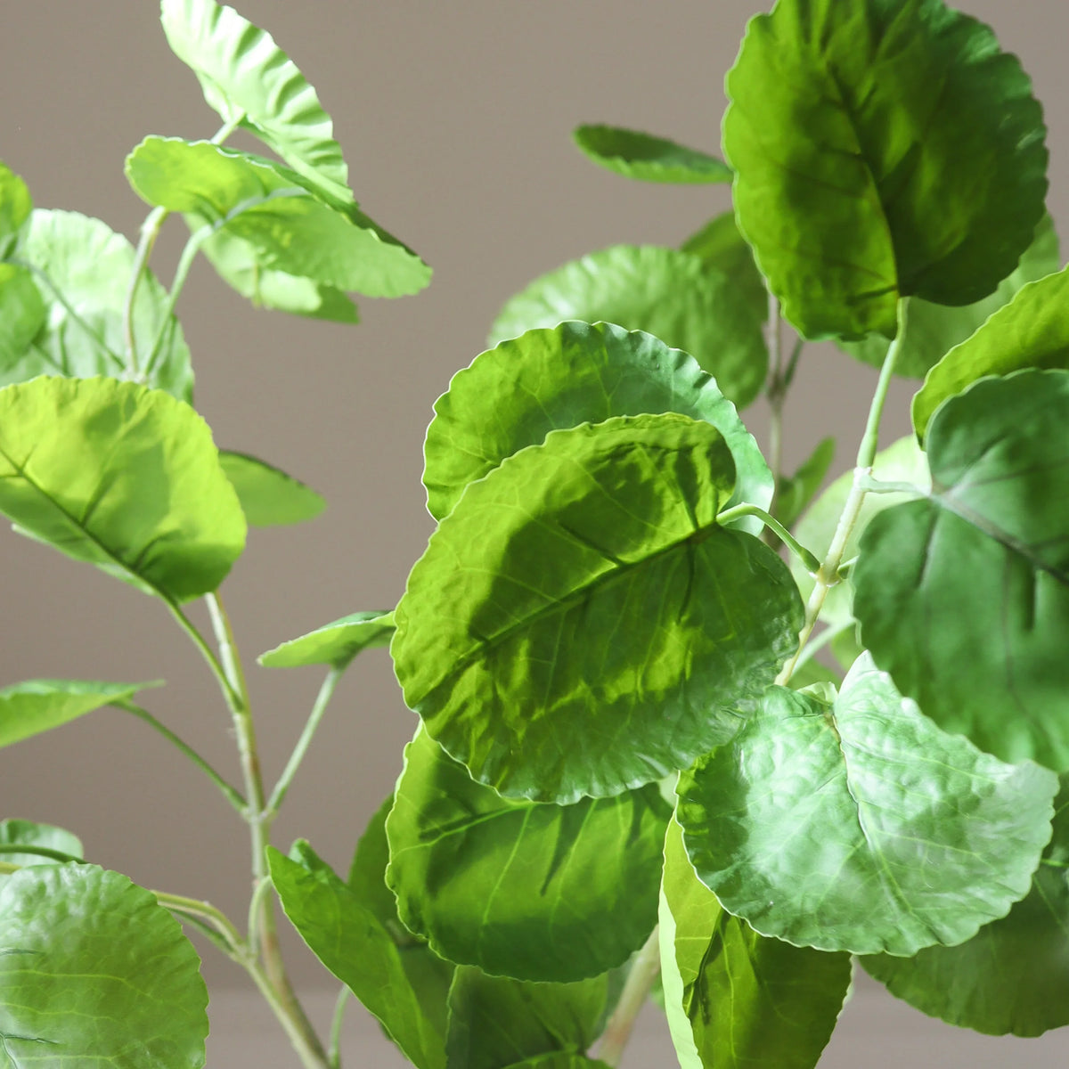 Kunstig Plum Aralia blad – Grønn 78 cm